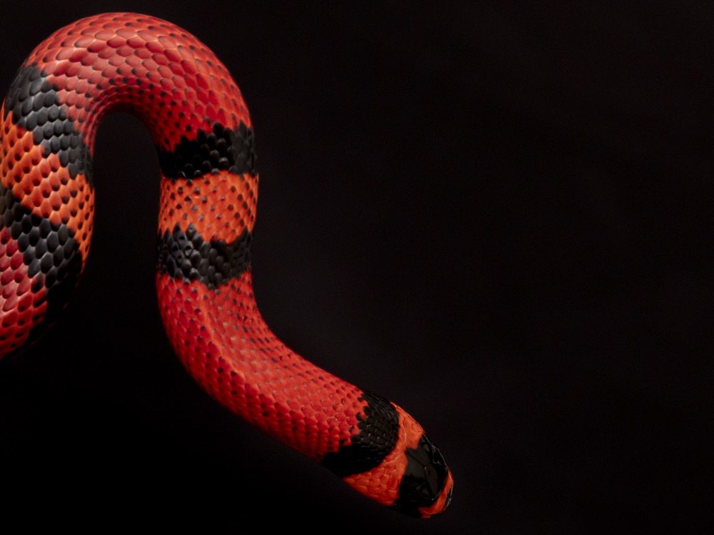 Serpiente roja del desierto de Sonora, cuerpo en curva